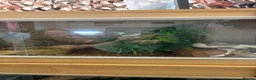 Python Snake reptiles for sale: Mojave Pied and Enclosure in Waterlooville - Advert 6