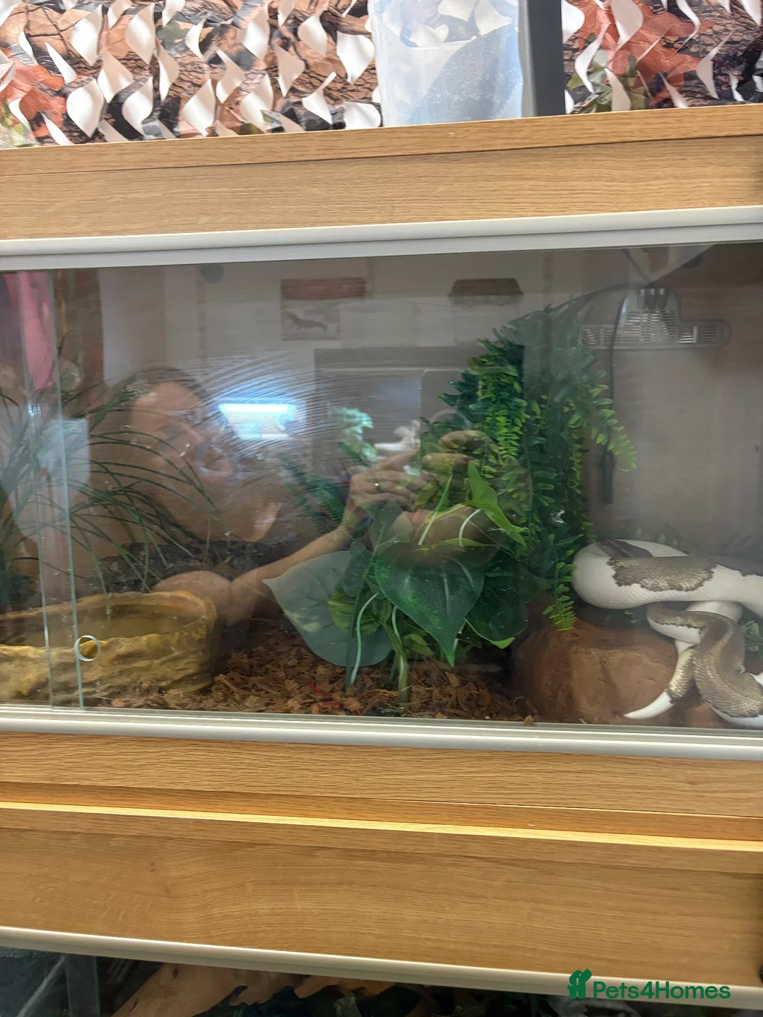 Python Snake reptiles for sale: Mojave Pied and Enclosure in Waterlooville - Advert 6