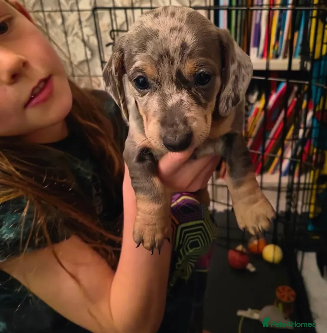 Dachshund dogs for sale: Dachshund puppies - Advert 16