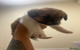 Jackapoo dogs for sale: F1 Jackapoo - Image 2