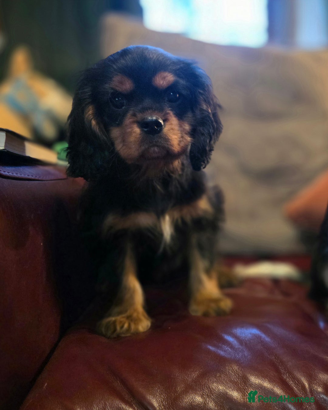Cavalier King Charles Spaniel dogs for sale: KC Registered Cavalier King Charles Spaniels - Advert 2