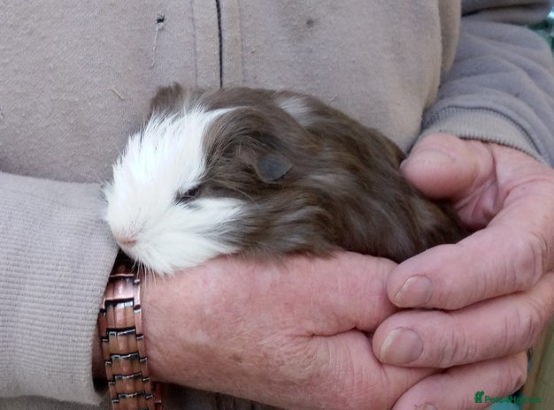 Guinea Pig rodents - Advert 1