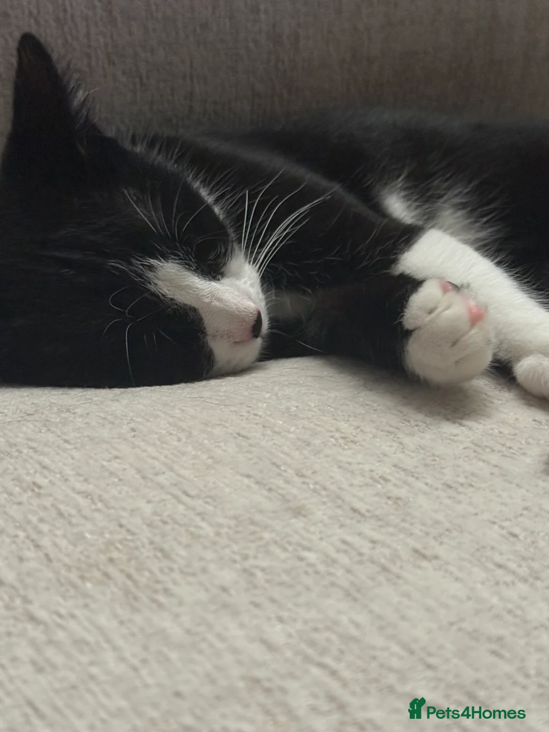 Mixed Breed cats for sale: Re homing  - Advert 2