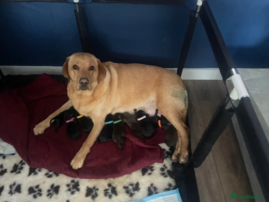 Labrador Retriever dogs for sale: 9 Pedigree Labrador Puppies (Boys & Girls) - Advert 1