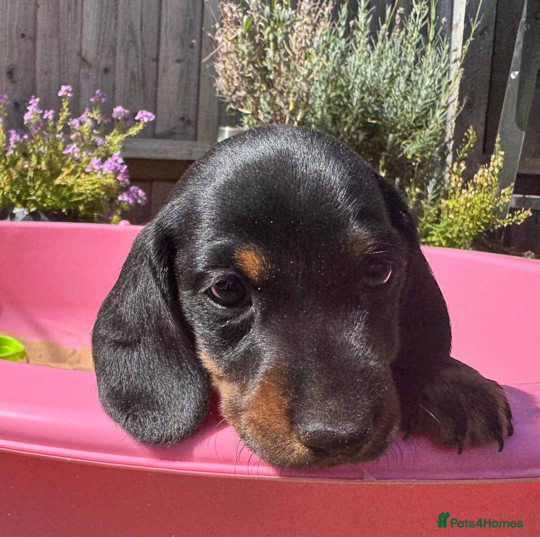 Miniature Dachshund dogs for sale: KC, PRA Clear Miniature Dachshund Puppies - Image 30