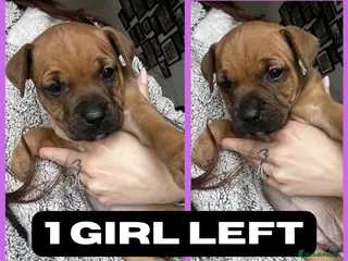 Staffordshire Bull Terrier dogs STUNNING RED STAFFORDSHIRE BULL TERRIER PUPS - Advert 10