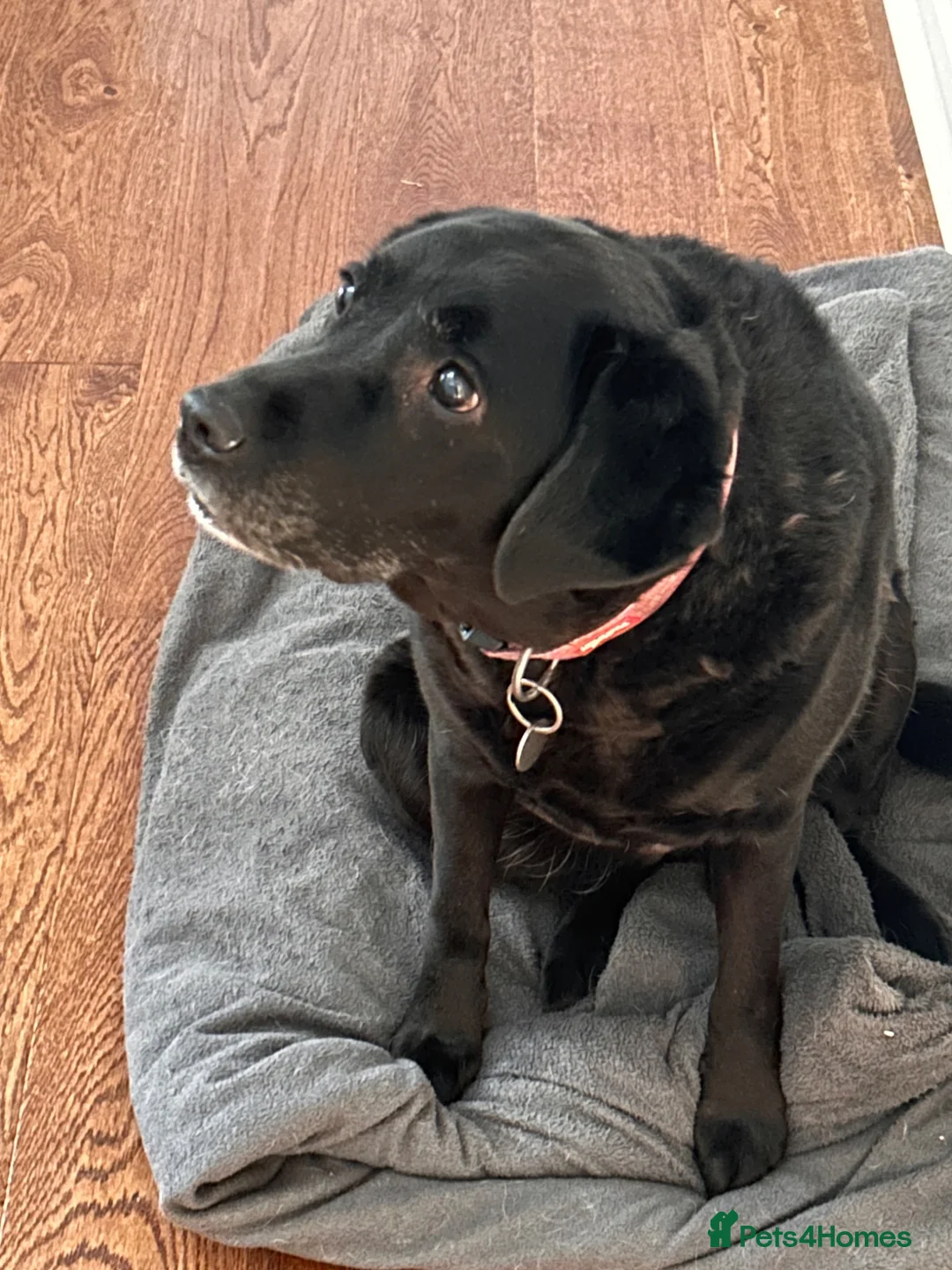 Labrador Retriever dogs for sale: Free Adoption -KC Registered Black Labrador  - Advert 5
