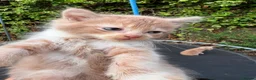 Mixed Breed cats for sale: 3 nice kittens for sale - Advert 5