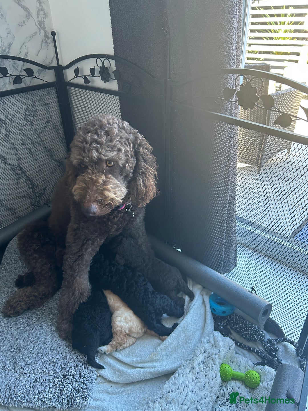 Labradoodle dogs for sale: STANDARD SIZE, HEALTH TESTED, SUPER CURLY COATS - Image 15