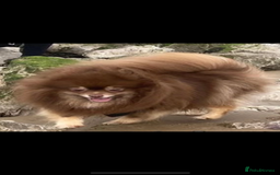 Pomeranian dogs for sale: 3 beautiful Pom - Image 2