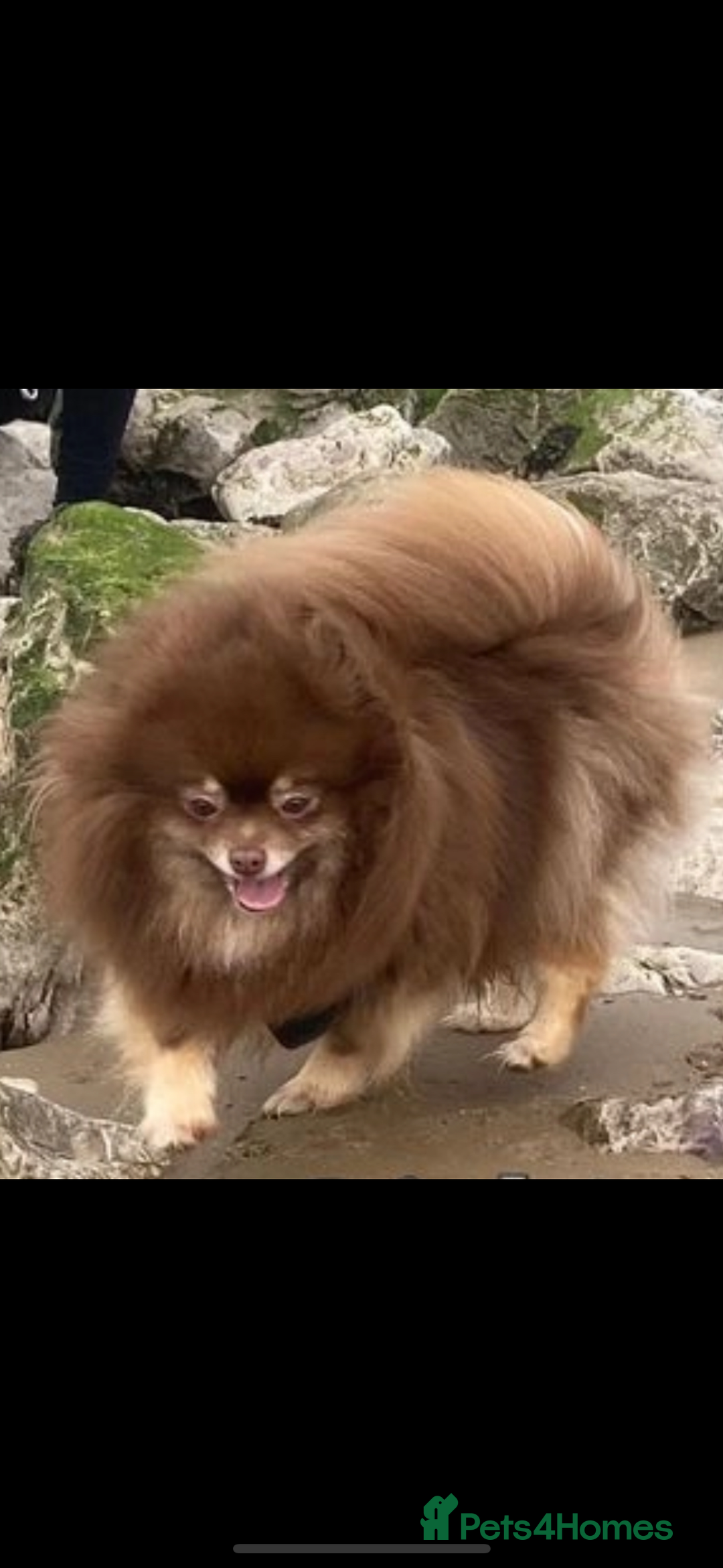 Pomeranian dogs for sale: 3 beautiful Pom - Image 2