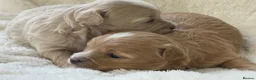 Maltipoo dogs for sale: Stunning Maltipoo’s - Advert 4