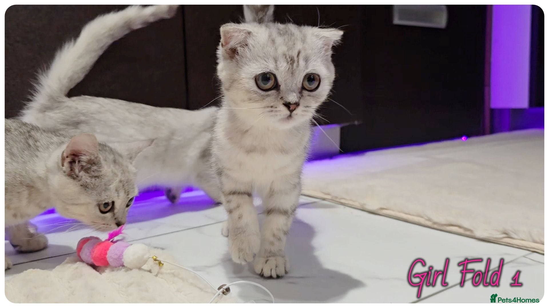 Scottish Fold cats Scottish Fold Kittens - Advert 2