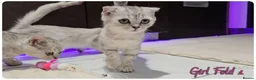 Scottish Fold cats for sale: Scottish Fold Kittens - Advert 3