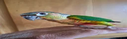Conures birds for sale: Pineaplle, greencheek, and yellow sided conures  - Advert 3