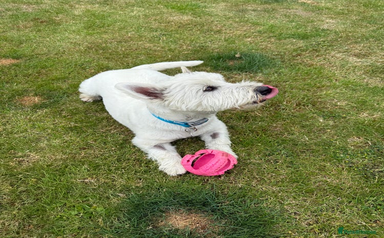 West Highland Terrier dogs for sale - Advert 1