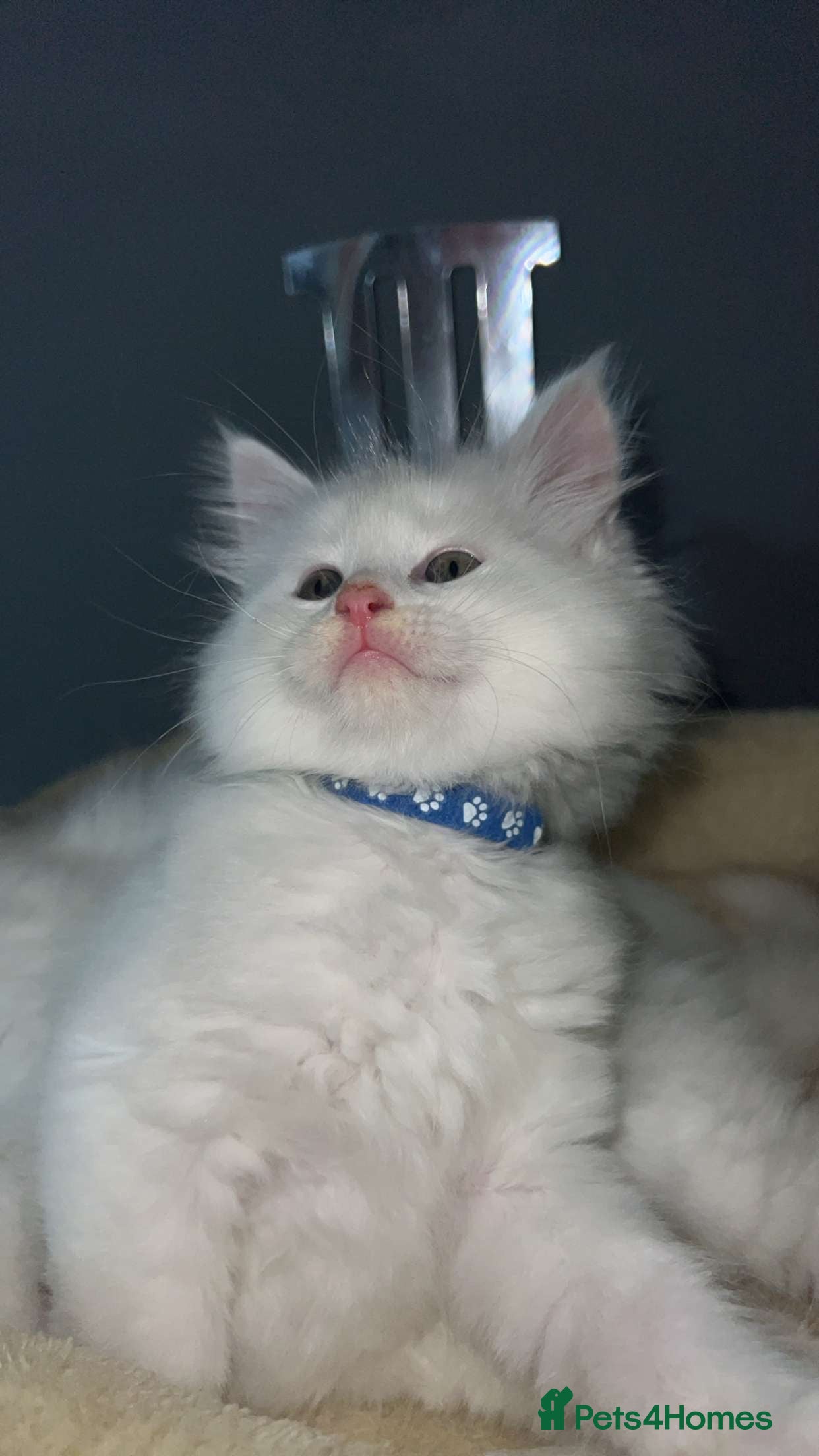 Mixed Breed cats 2 Ragdoll x Maine Coon Kittens - Advert 8