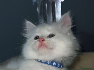 Mixed Breed cats 2 Ragdoll x Maine Coon Kittens - Advert 8