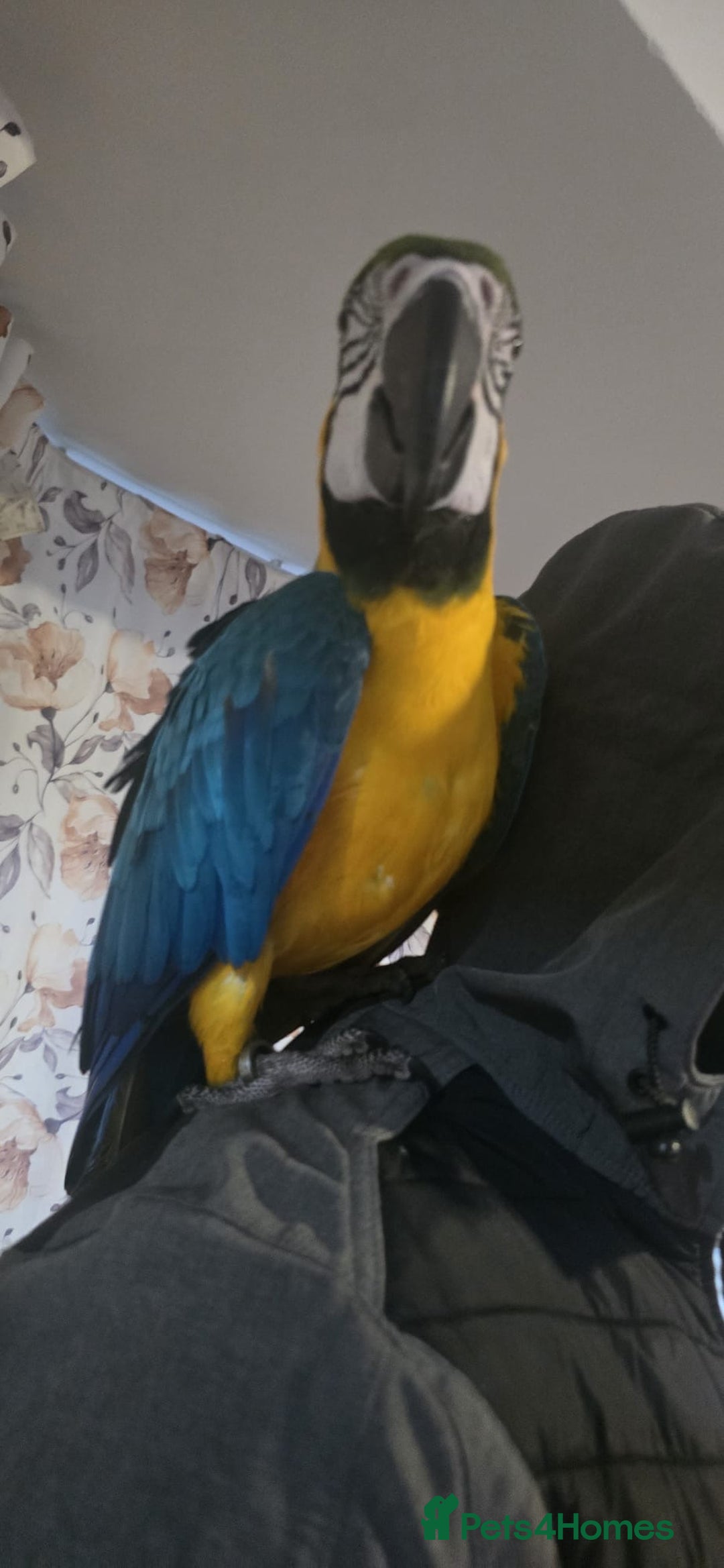 Macaws birds for sale: Blue maccaw parrot for sale (male) - Advert 2