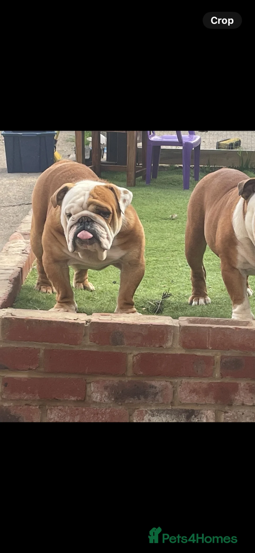 English Bulldog dogs for sale: Red white English bulldog  - Advert 1