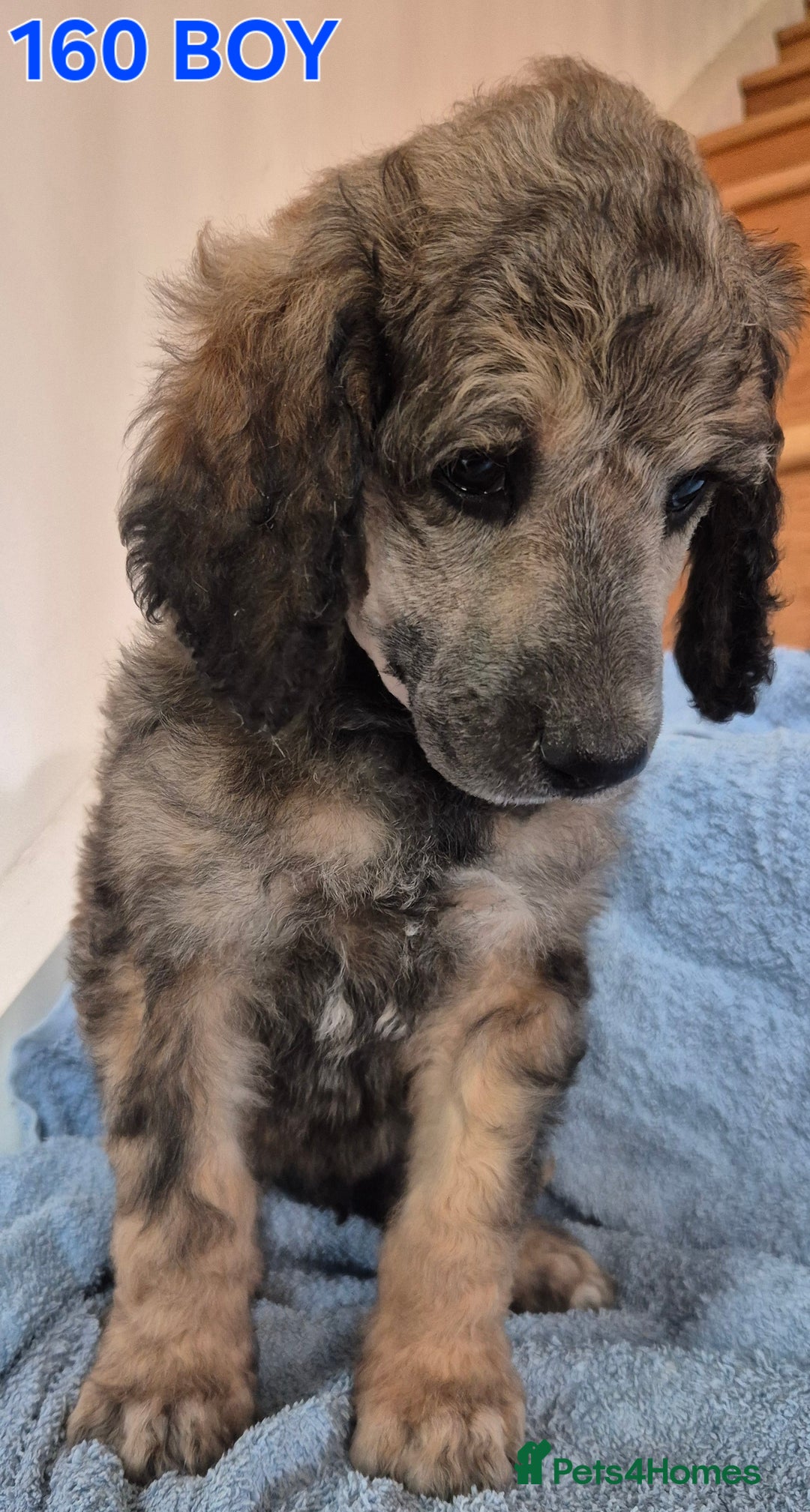Standard Poodle dogs for sale: KC reg Brown Parti & phantom Standard Poodle pups - Image 13