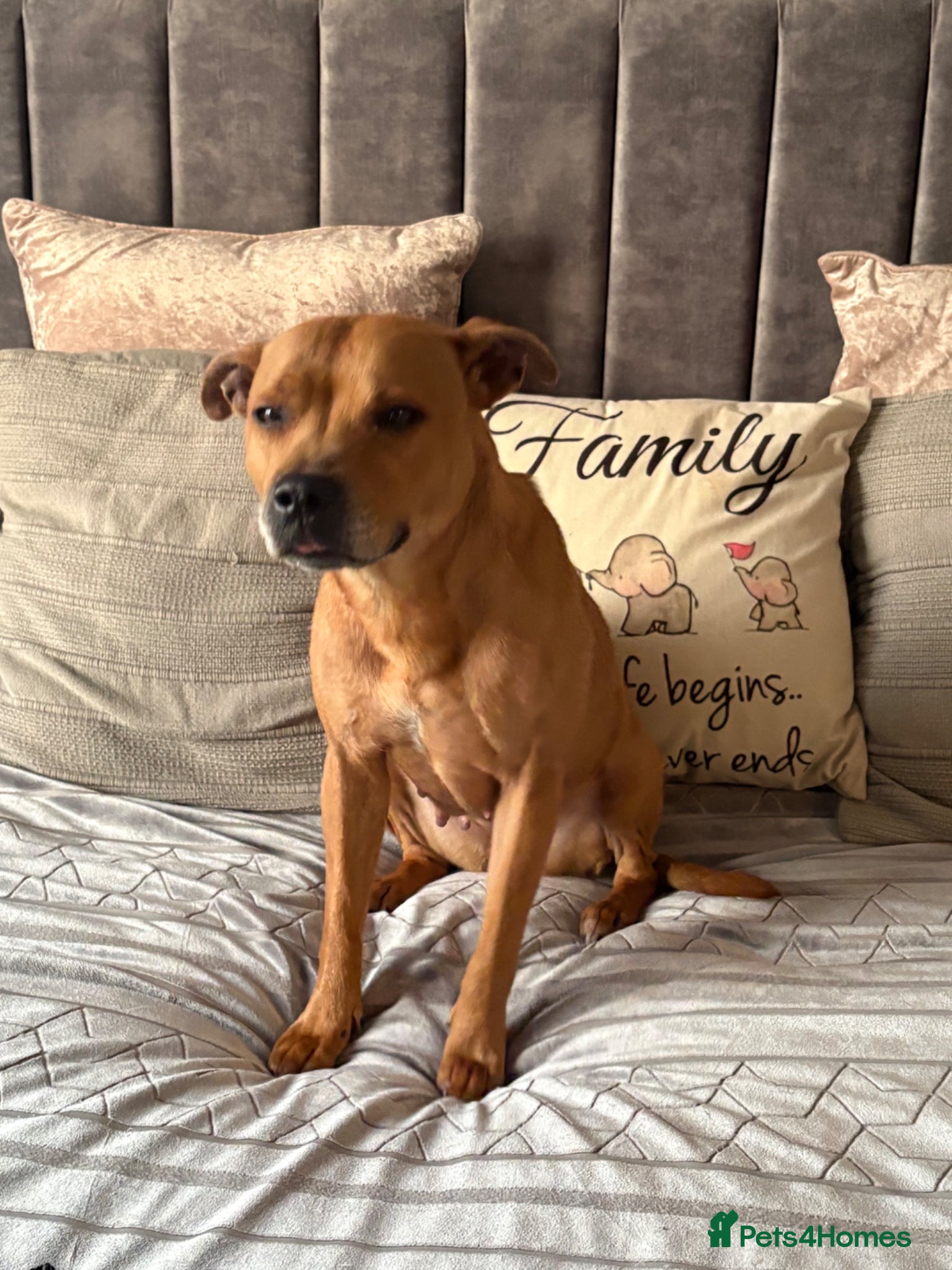 Staffordshire Bull Terrier dogs Misha - Advert 5