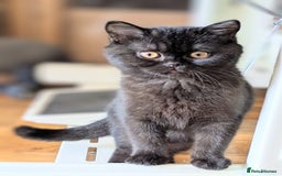 British Shorthair cats for sale: British shorthair kittens  - Image 4