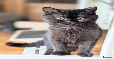 British Shorthair cats - Advert 13