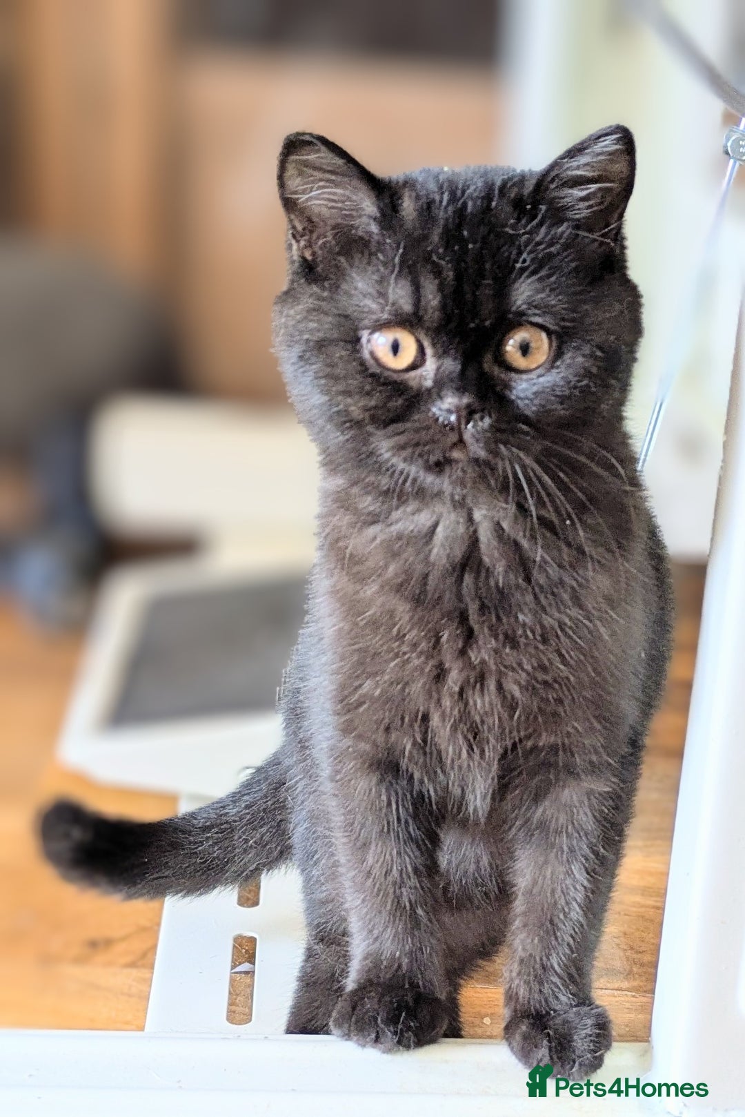 British Shorthair cats for sale: British shorthair kittens  - Image 4