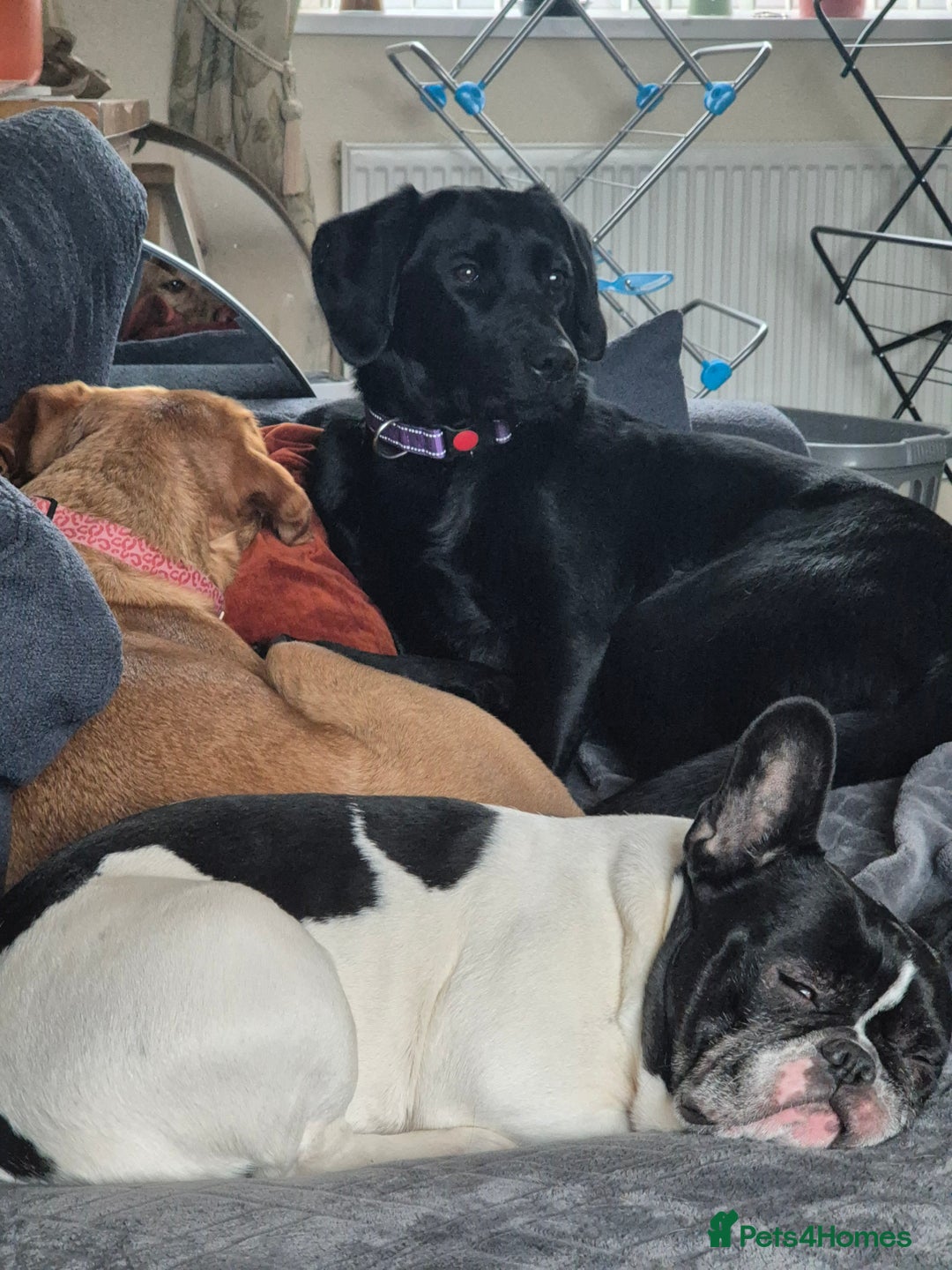 Labrador Retriever dogs for sale: Black labrador - Advert 2