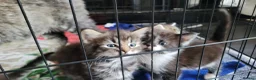 Mixed Breed cats for sale: 4 kittens *3boys* *1girl* available Sept  - Advert 10
