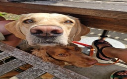 Cockerdor dogs for sale: Stunning Tri-coloured Cockerdors - Image 20