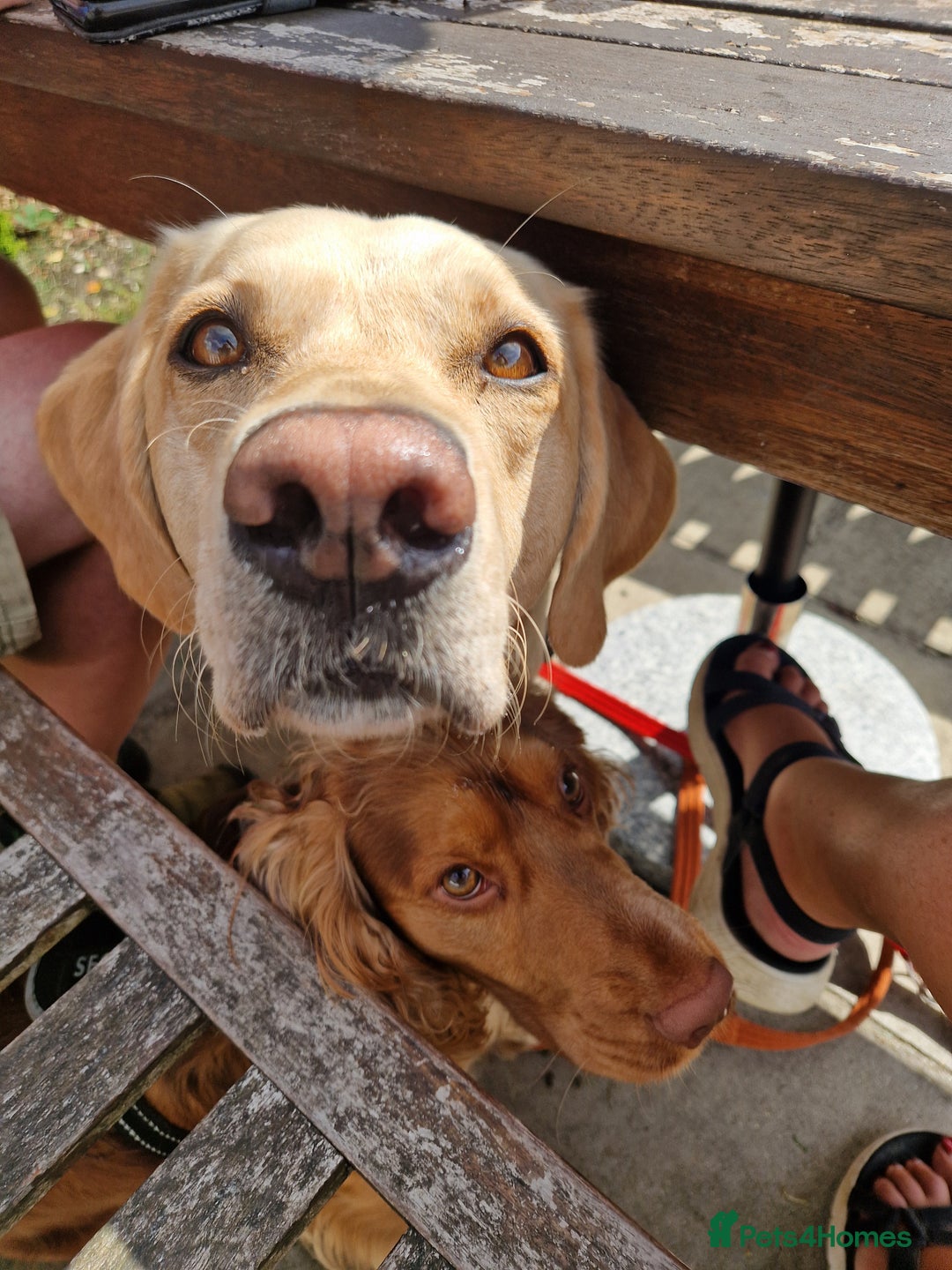 Cockerdor dogs for sale: Stunning Tri-coloured Cockerdors - Image 20