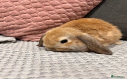 Mini Lop rabbits for sale: Beautiful mini lop rabbits for sale - Image 10