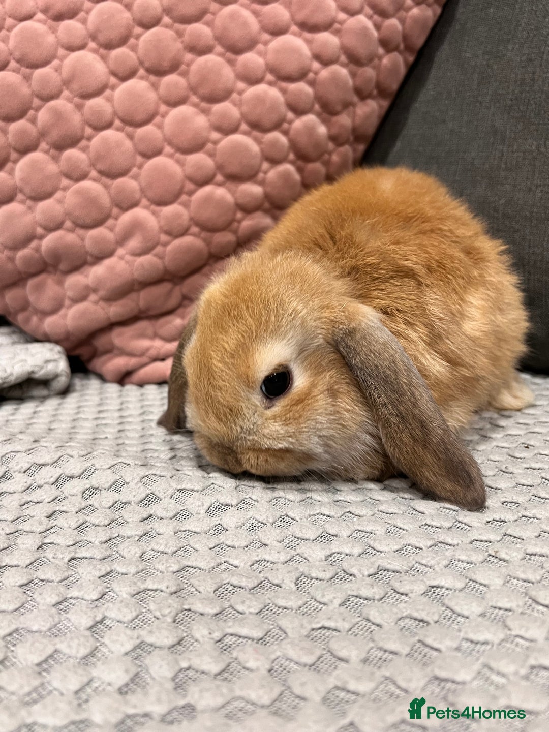 Mini Lop rabbits for sale: Beautiful mini lop rabbits for sale - Image 10