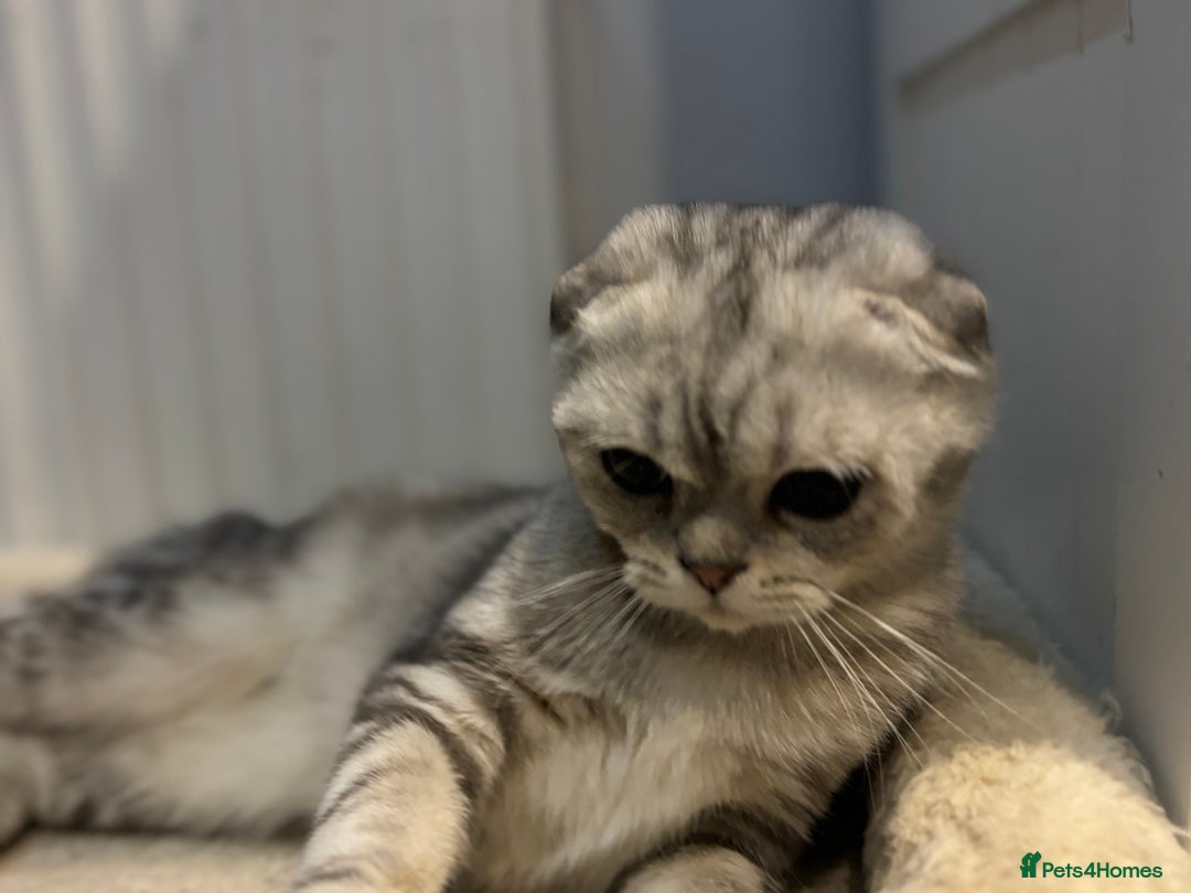 Scottish Fold cats for sale: Scottish fold - Advert 33