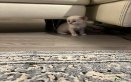 Ragdoll cats for sale: Ragdoll kittens  - Image 30