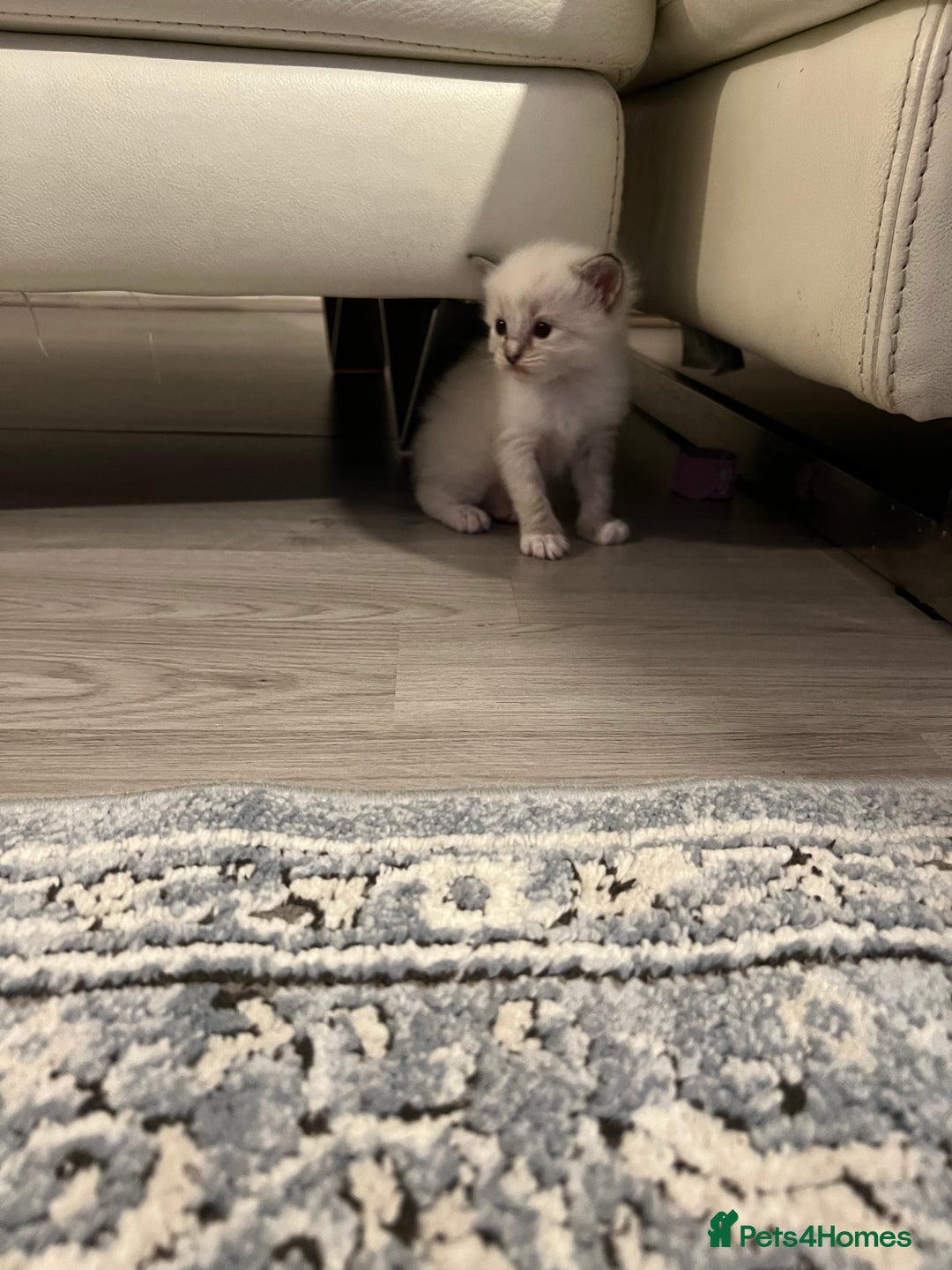 Ragdoll cats for sale: Ragdoll kittens  - Image 30