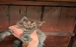 Maine Coon cats for sale: SHOW STANDARD MAINE COONS - Image 11