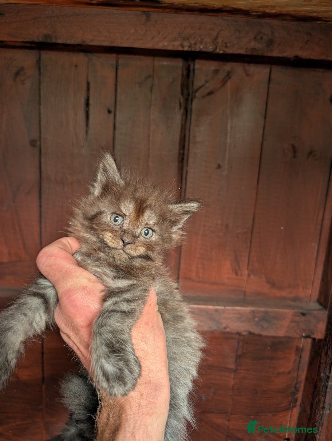 Maine Coon cats for sale: SHOW STANDARD MAINE COONS - Image 11