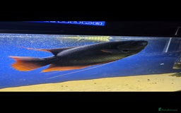 Gouramis fish for sale: Giant red tail gourami for sale  - Image 2