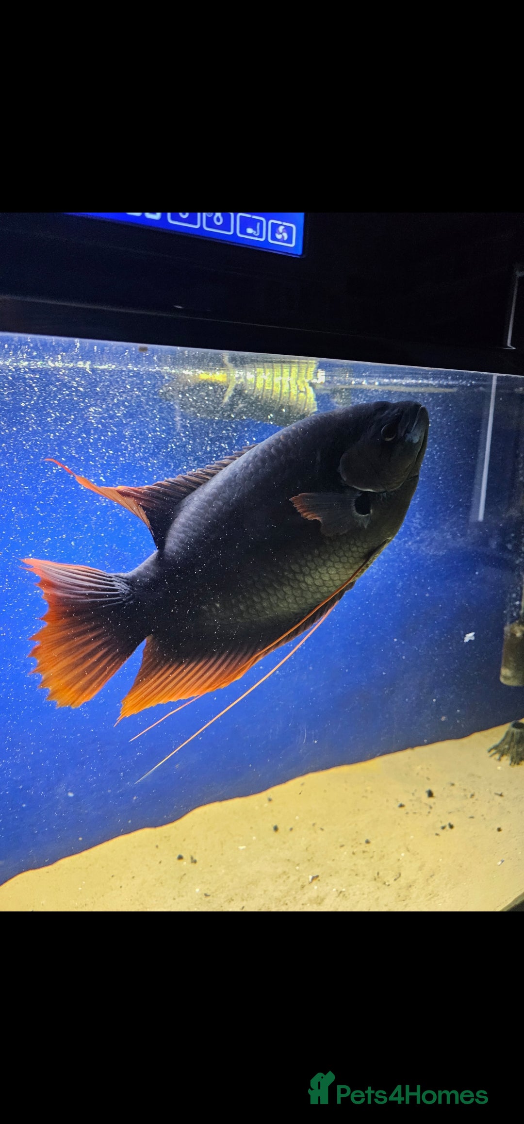 Gouramis fish for sale: Giant red tail gourami for sale  - Image 2
