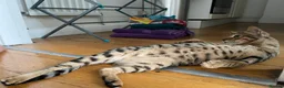 Mixed Breed cats for adoption: Ziggy! An absolute bundle of joy and quirckness - Advert 8