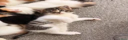 Mixed Breed cats for sale: 5 gorgeous playful little ones  - Advert 15