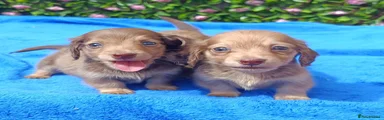 Miniature Dachshund 2