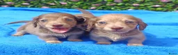 Miniature Dachshund dogs for sale: STUNNING MINI LONG HAIR KC REG PRA CLEAR - Advert 8