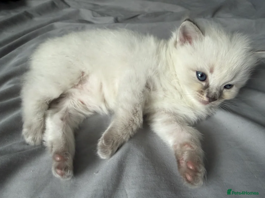 Ragdoll cats for sale: Female ragdoll kitten in Oxford - Advert 4