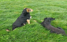 Huntaway dogs for sale: Pure huntaway puppies  - Image 6
