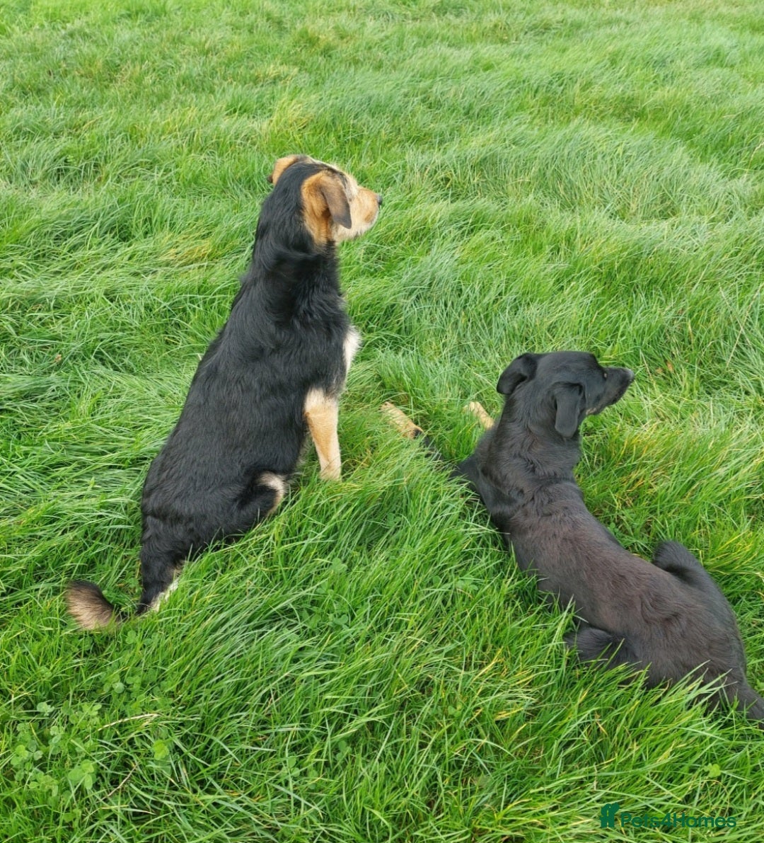 Huntaway dogs for sale: Pure huntaway puppies  - Image 6