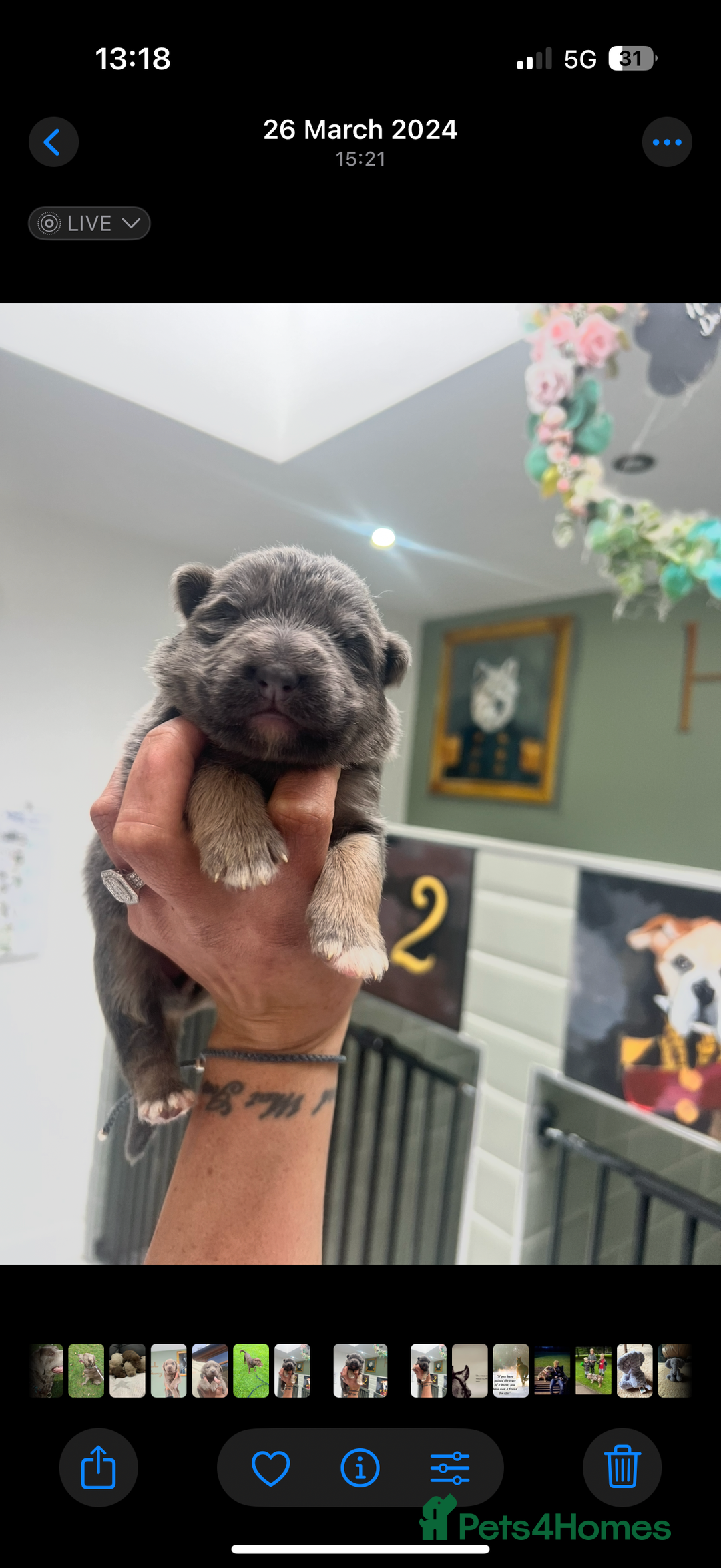 German Shepherd dogs for sale: 💙KC health tested parents 💙 - Advert 27